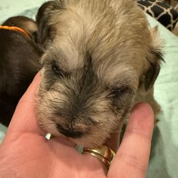 Red - Liver male Miniature Schnauzer puppy in Griggsville, Illinois from Stephenson’s Mini Schnauzer’s