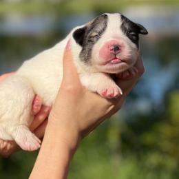 Joan - White and gray female Great Pyrenees puppy in Sarasota, Florida from Sunquest Great Pyrenees