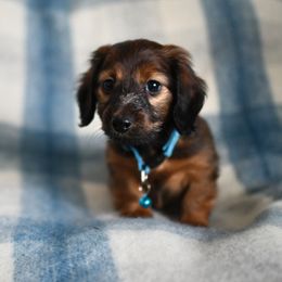 "Sold" Dachshund Puppies from Paradox Dachshunds