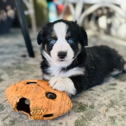 Miniature Australian Shepherd Puppies from Lucky Bones Miniature Australian Shepherds