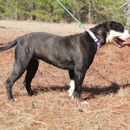 Alapaha Blue Blood Bulldog All Grown Up from Chop Top Alapahas