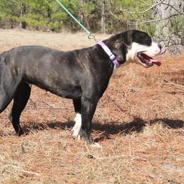 Alapaha Blue Blood Bulldog All Grown Up from Chop Top Alapahas