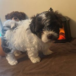 Oakley - Black and white female Havanese puppy in Ada, Michigan from ForestHillsHavanese
