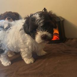 Oakley - Black and white female Havanese puppy in Ada, Michigan from ForestHillsHavanese