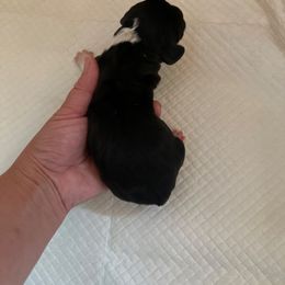 Female 4 - Black brown and white female Basset Hound puppy in Lindley, New York from Hill Top Basset Hounds & Cane Corso
