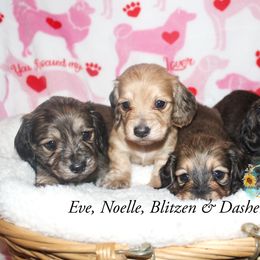 Dachshund Puppies from T-Dox Tessa's Dachshunds