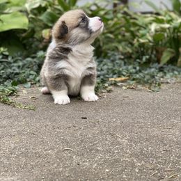 Pembroke Welsh Corgi Puppies from A&A’s Adorable Corgis