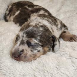 Dachshund Puppies from K Rae's Dachshunds