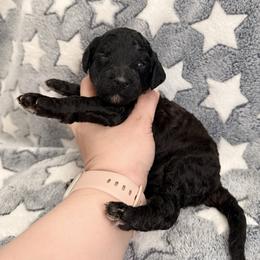Zira - Purple Band Girl - Brindle female Poodle puppy in Plainfield, New Jersey from Caris Paws Poodles and Labradoodles