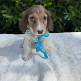 Grace - Piebald female Dachshund puppy in Temecula, California from Naomi Magee's Dachshund Kennel