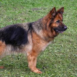 Gala - German Shepherd