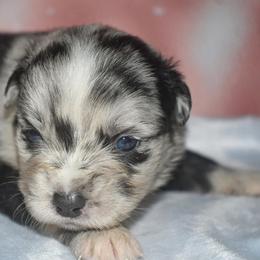 Mirabel - Blue merle female Miniature Australian Shepherd puppy in Patterson, North Carolina from DreamLine Aussies