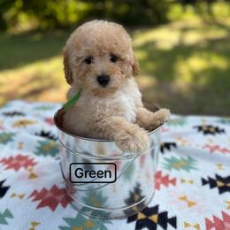Poodle Puppies from Grams poodle babies