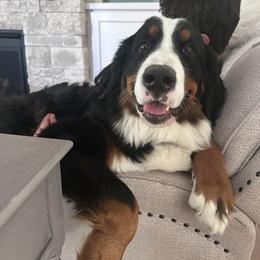 Matilda - Bernese Mountain Dog