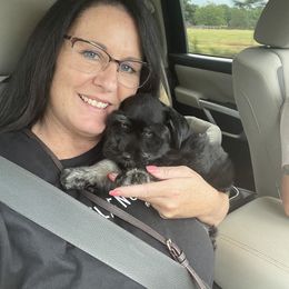 Miniature Schnauzer Puppies from Lap Happy Schnauzers