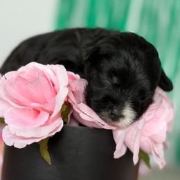 Miracle - Black female Yorkipoo puppy in Clifton, New Jersey from Kdash_yorkies