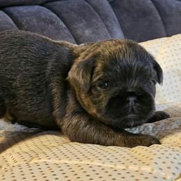 Blue tan - Blue male Brussels Griffon puppy in Huntsville, Alabama from Tammy's Brussels