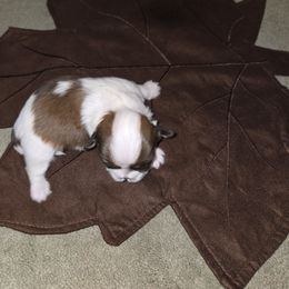 Female 3 - Brindle and white female Shih Tzu puppy in Hampstead, Maryland from Shawny's Shih Tzus
