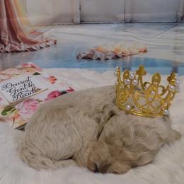 Colin - Cream male Poodle puppy in Fountain, Florida from Silva Royale Standard Poodles