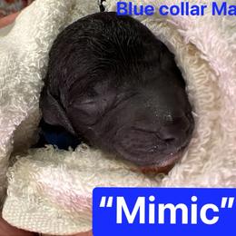 Mimic - Silver male Poodle puppy in Alaska from Rumor Haz It Kennels