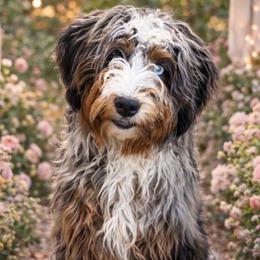 Boujie - Bernedoodle