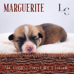Marguerite - Red female Pembroke Welsh Corgi puppy in Pine Village, Indiana from NL Horsemanship
