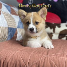 Pembroke Welsh Corgi Puppies from Morning Glory Corgis