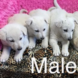 German Shepherd Puppies from Lone Cone Kennels