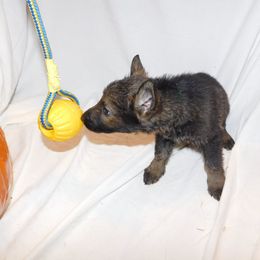 German Shepherd Puppies from Vom Dul Haus German Shepherds