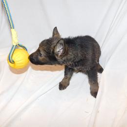 German Shepherd Puppies from Vom Dul Haus German Shepherds