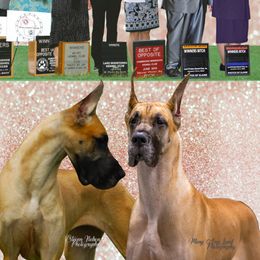 Cricket@22 - Great Dane