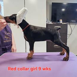 Girl 2 - female Doberman Pinscher puppy in Suffolk County, New York from Kalora Dobermans