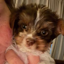 Boy - Chocolate, tan and white male Yorkshire Terrier puppy in Dahalonega, Georgia from C. D. K