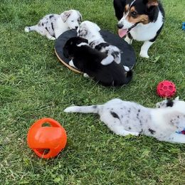 Cardigan Welsh Corgi Puppies from Wasatch