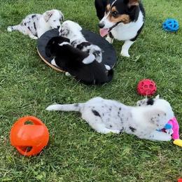 Cardigan Welsh Corgi Puppies from Wasatch