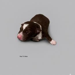 July - Red tri-color male Australian Shepherd puppy in Fort Myers, Florida from U Cross Australian Shepherds