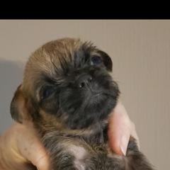 Madonna - Red female Brussels Griffon puppy in Nc, Florida from Brusseluv2