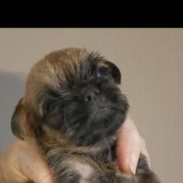 Madonna - Red female Brussels Griffon puppy in Nc, Florida from Brusseluv2