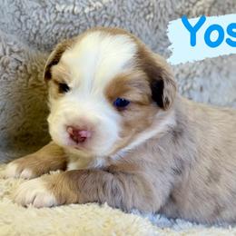Yoshi - Red merle male Miniature Australian Shepherd puppy in South Central, Pennsylvania from Windy Hills Mini Aussies & Doodles