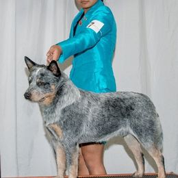 Australian Cattle Dogs and Smooth Fox Terriers from Palomar Kennels