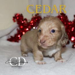 Cedar - Dapple male Dachshund puppy in Huntington, Texas from Camacho_Dachshunds