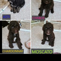 Poodle Puppies from My Buddies Puppies