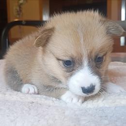 Elsa - Fawn female Pembroke Welsh Corgi puppy in Checotah, Oklahoma from Skoal Creek Corgi's