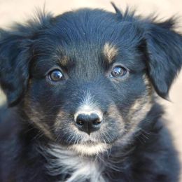 Australian Shepherd Puppies from Mott Ranch - Blazin' Sun Aussies