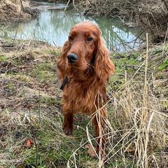 Moose - Irish Setter