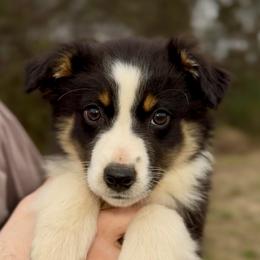 Bennett - Boy 1 - Black tri male Miniature Australian Shepherd puppy in Murfreesboro, Tennessee from Norby's Mini Aussies