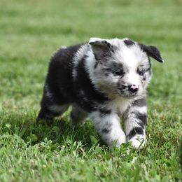Blue - Blue merle male Miniature Australian Shepherd puppy in Lowgap, North Carolina from Baileys Mini Aussies