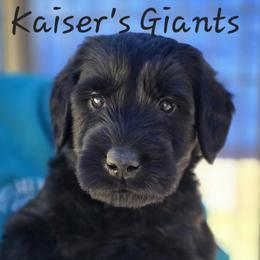 Boy 4 - Black male Giant Schnauzer puppy in Billings (Bil), Montana from Kaiser's Giants