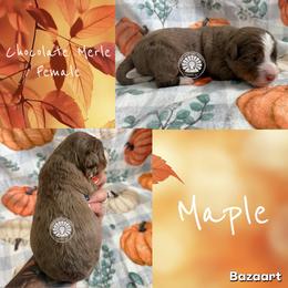 Maple - Chocolate merle female Bernedoodle puppy in Godwin, North Carolina from Farm Sweet Farm Doodles