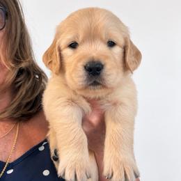 6th pick boy - Golden male Golden Retriever puppy in Fresno, California from Warwick’s Central California Goldens